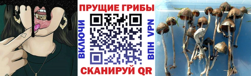 Галлюциногенные грибы Psilocybine cubensis  цены наркотик  Кинешма 